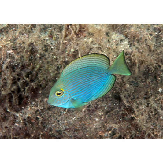 Acanthurus mata