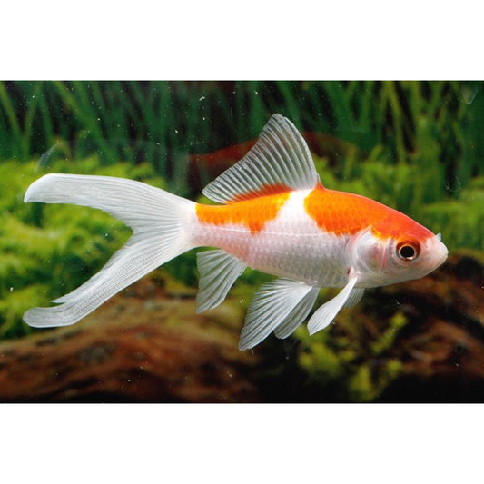 Carassius auratus sarasa