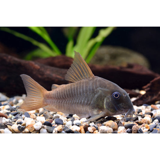 Corydoras concolor