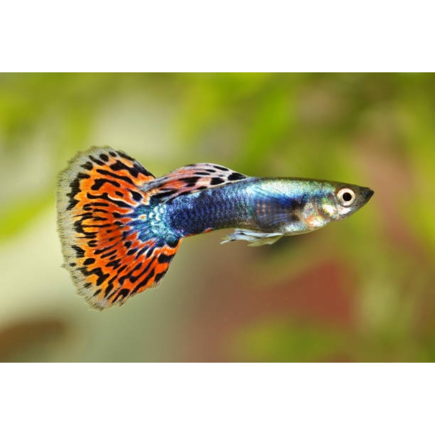 Poecilia reticulata (Guppy) maschio “Mosaic”