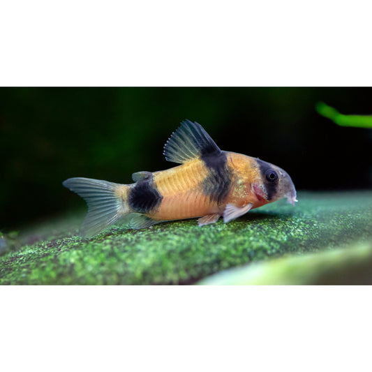 Corydoras weitzmani