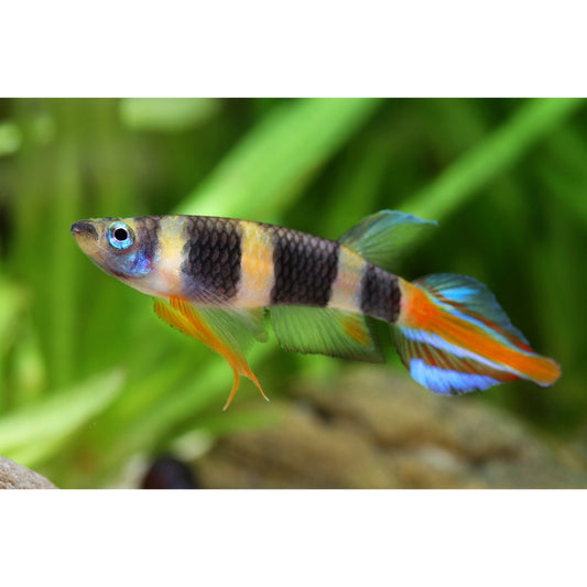Epiplatys annulatus KilliFish