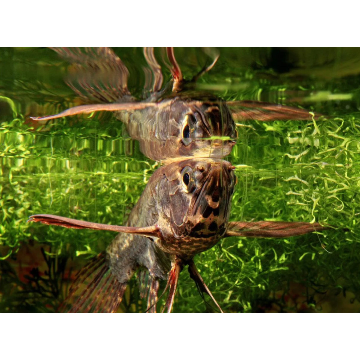 Poecilia reticulata (Guppy) female mix