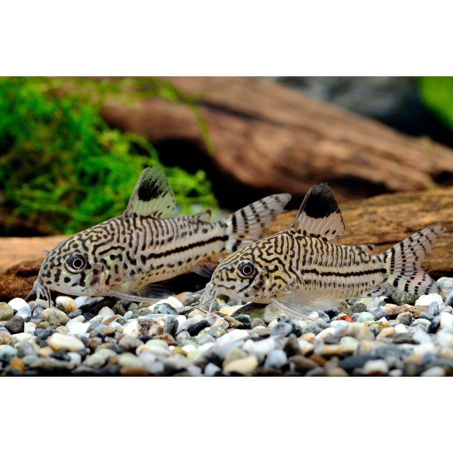 Corydoras julii