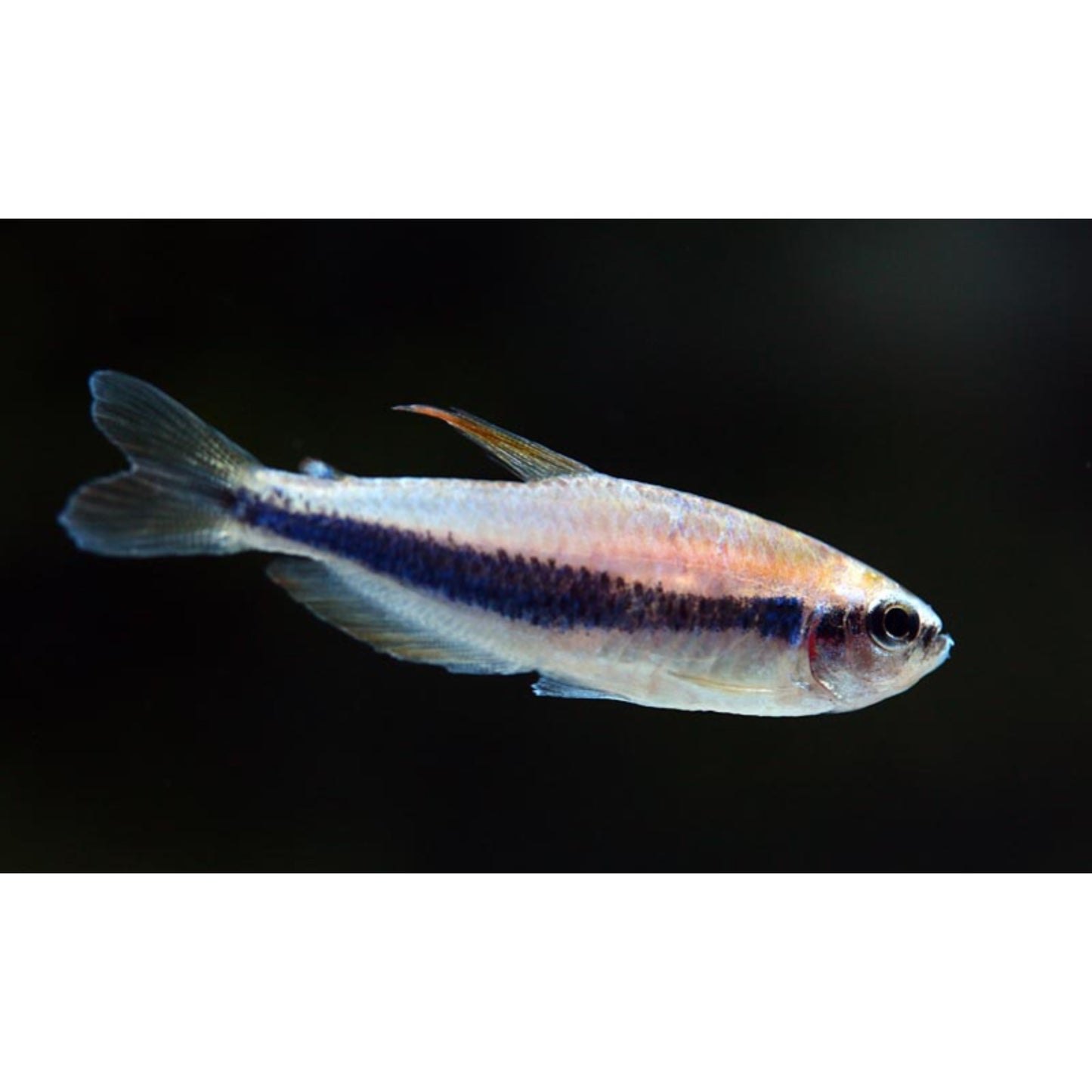 Inpaichthys Kerri Gold