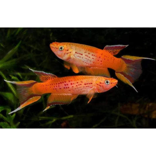 Aphyosemion Australe. KilliFish.