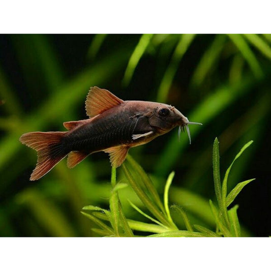 Corydoras black venezuela