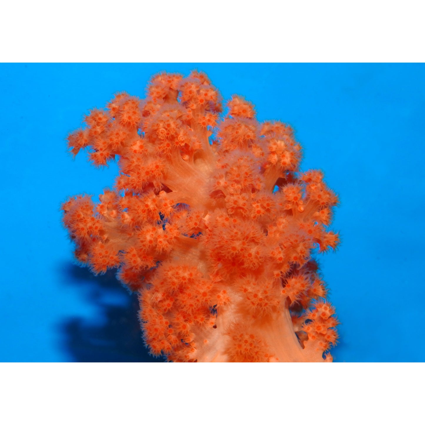 Scleronephthya sp.