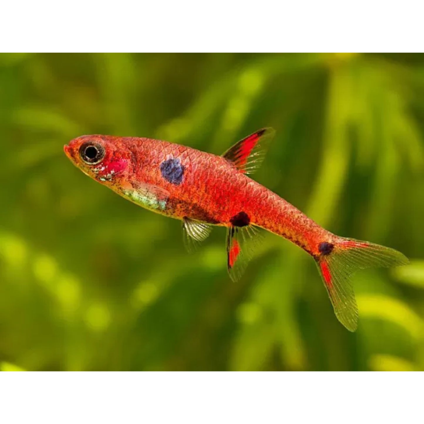 Rasbora maculata