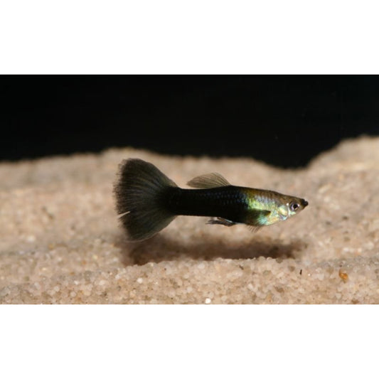 Poecilia reticulata femmina (Guppy)