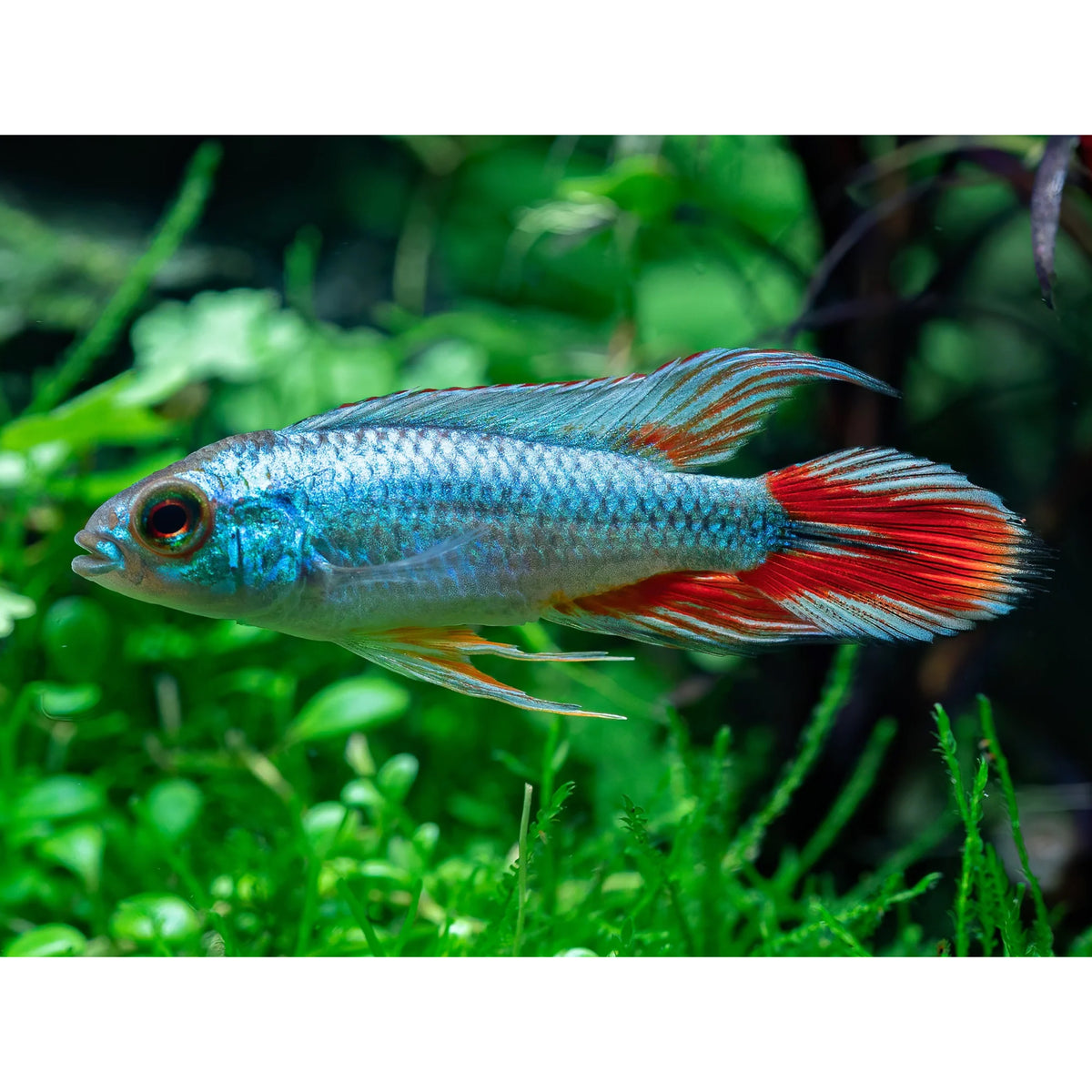 Apistogramma agassizi alenquer r tail