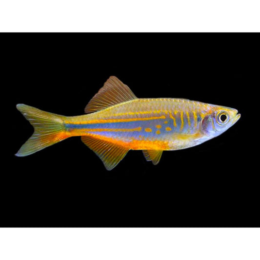 Danio malabricus Orange