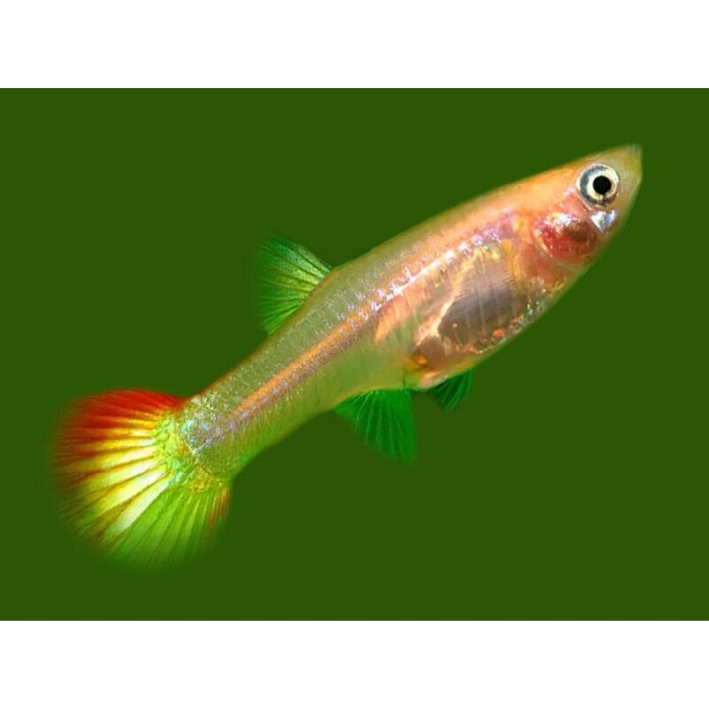 Poecilia reticulata femmina (Guppy)