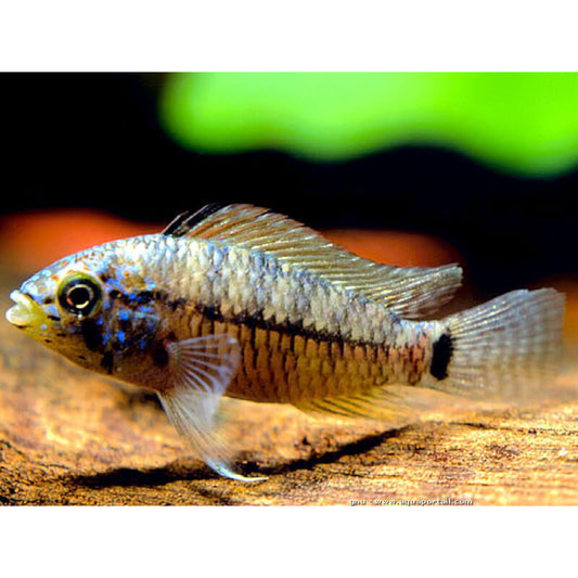 Apistogramma Caetei