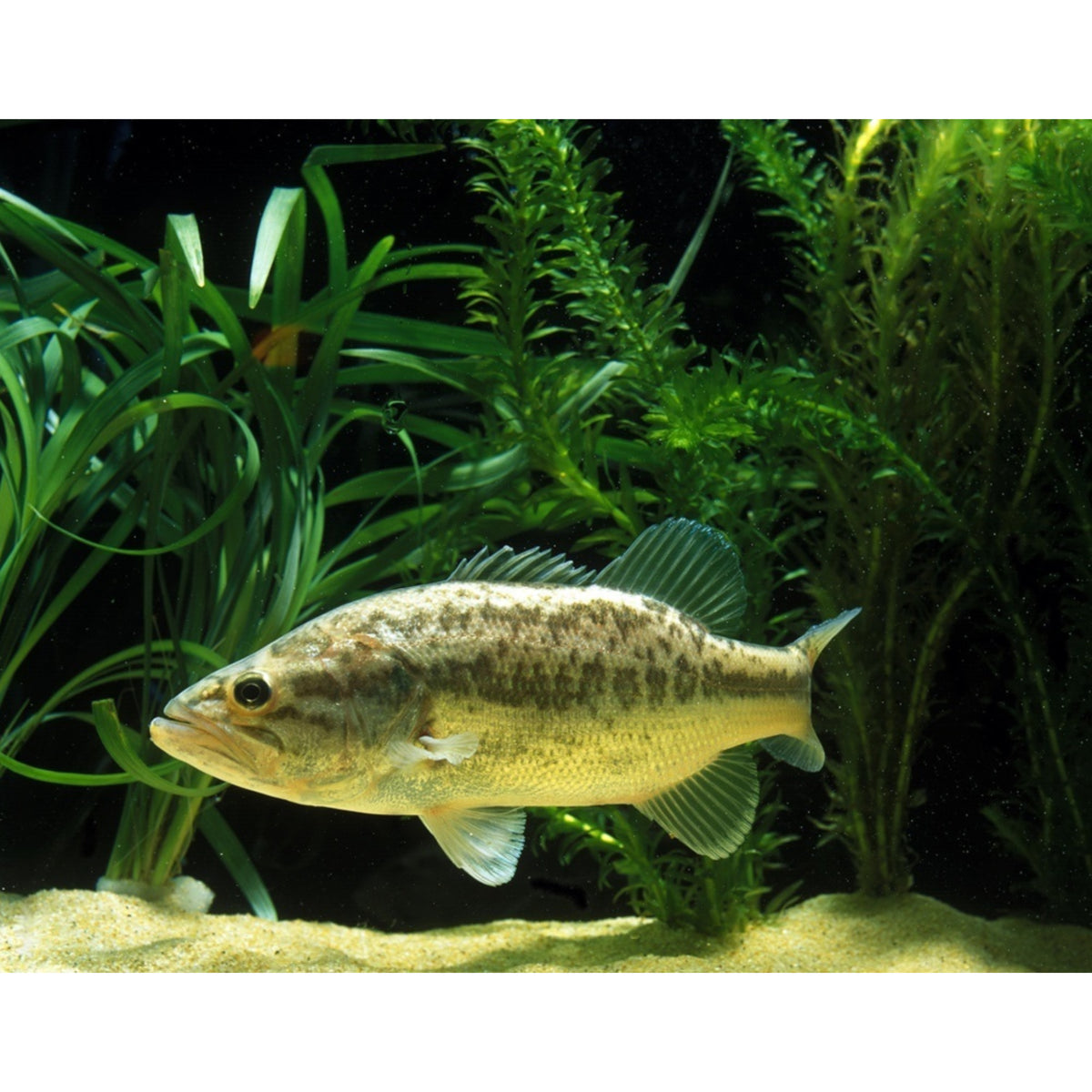 Micropterus salmoides (Black Bass)