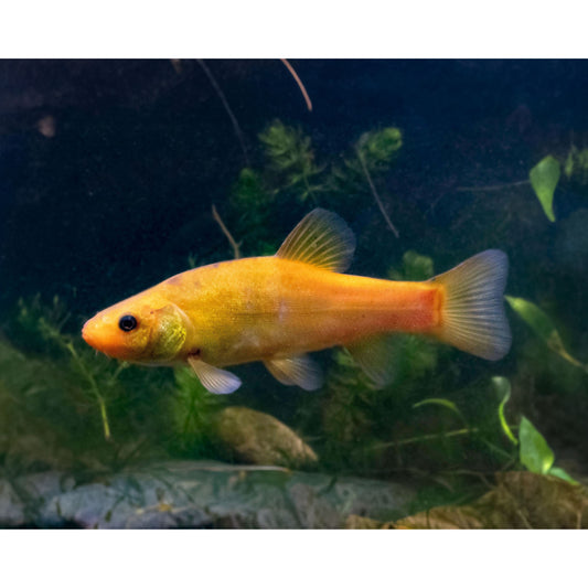 Tinca tinca Gold