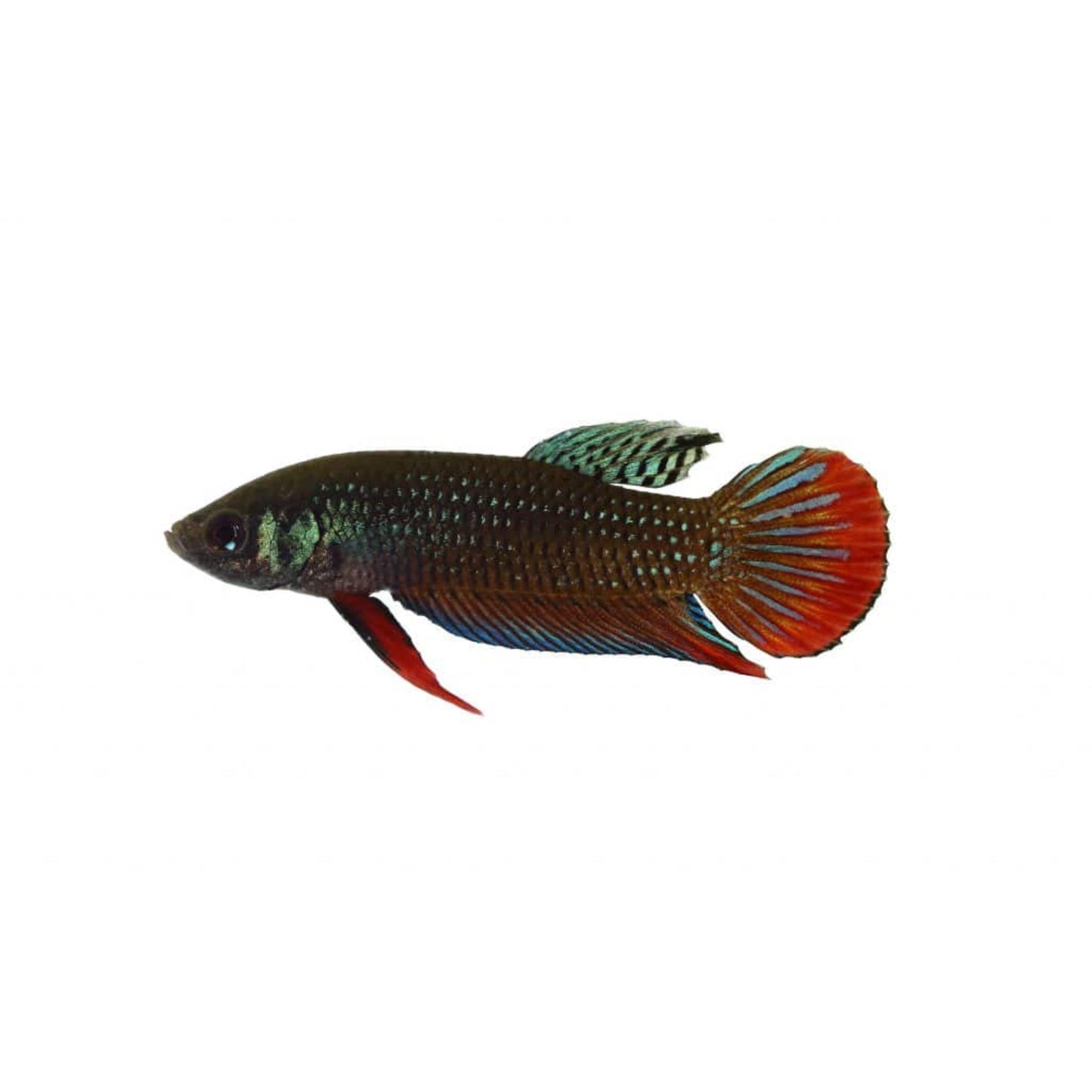 Betta imbellis red tail