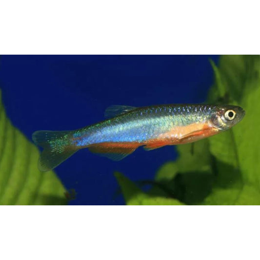 Danio rosea