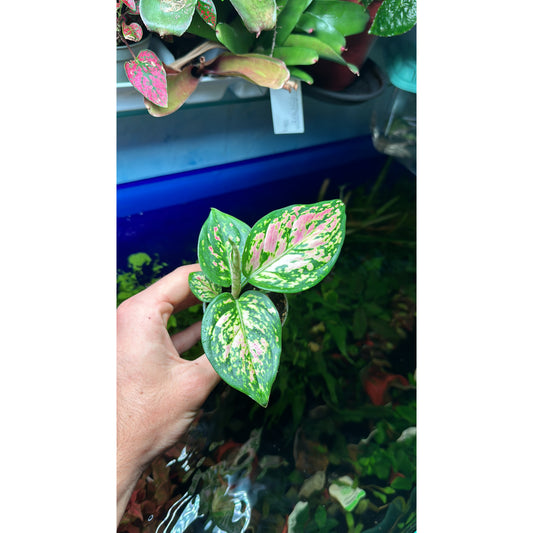 Aglaonema “spotted star”