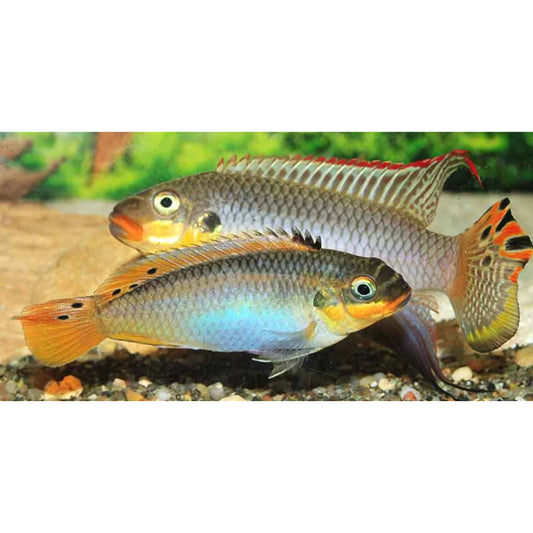 Pelvicachromis taeniatus nange