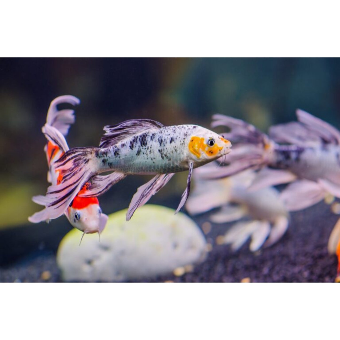 Cyprinus carpio Koi butterfly