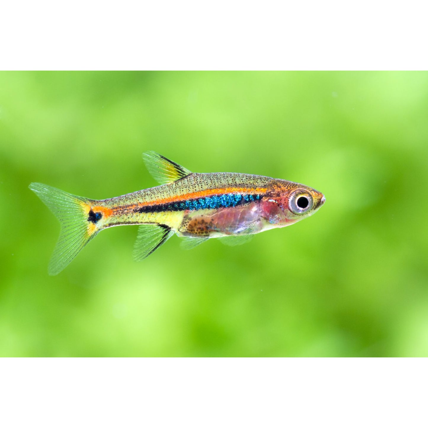 Rasbora utophthalmoides