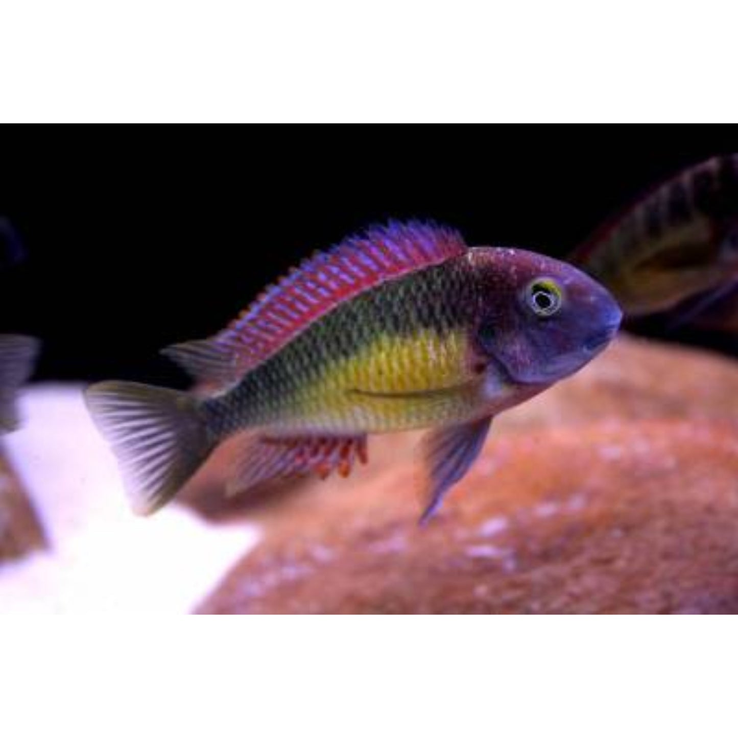 Tropheus moorii Red Rainbow