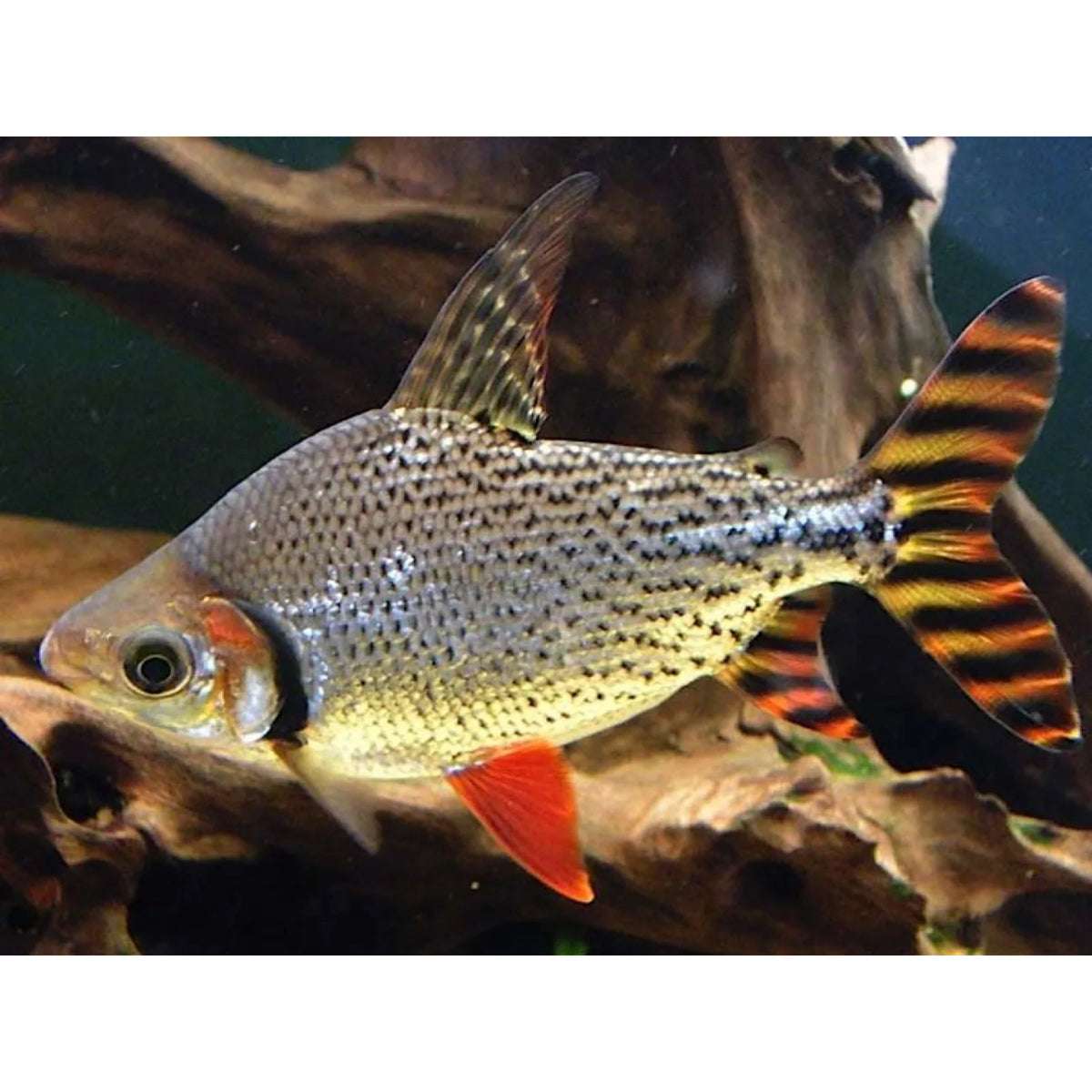 Poecilia reticulata (Guppy) female mix