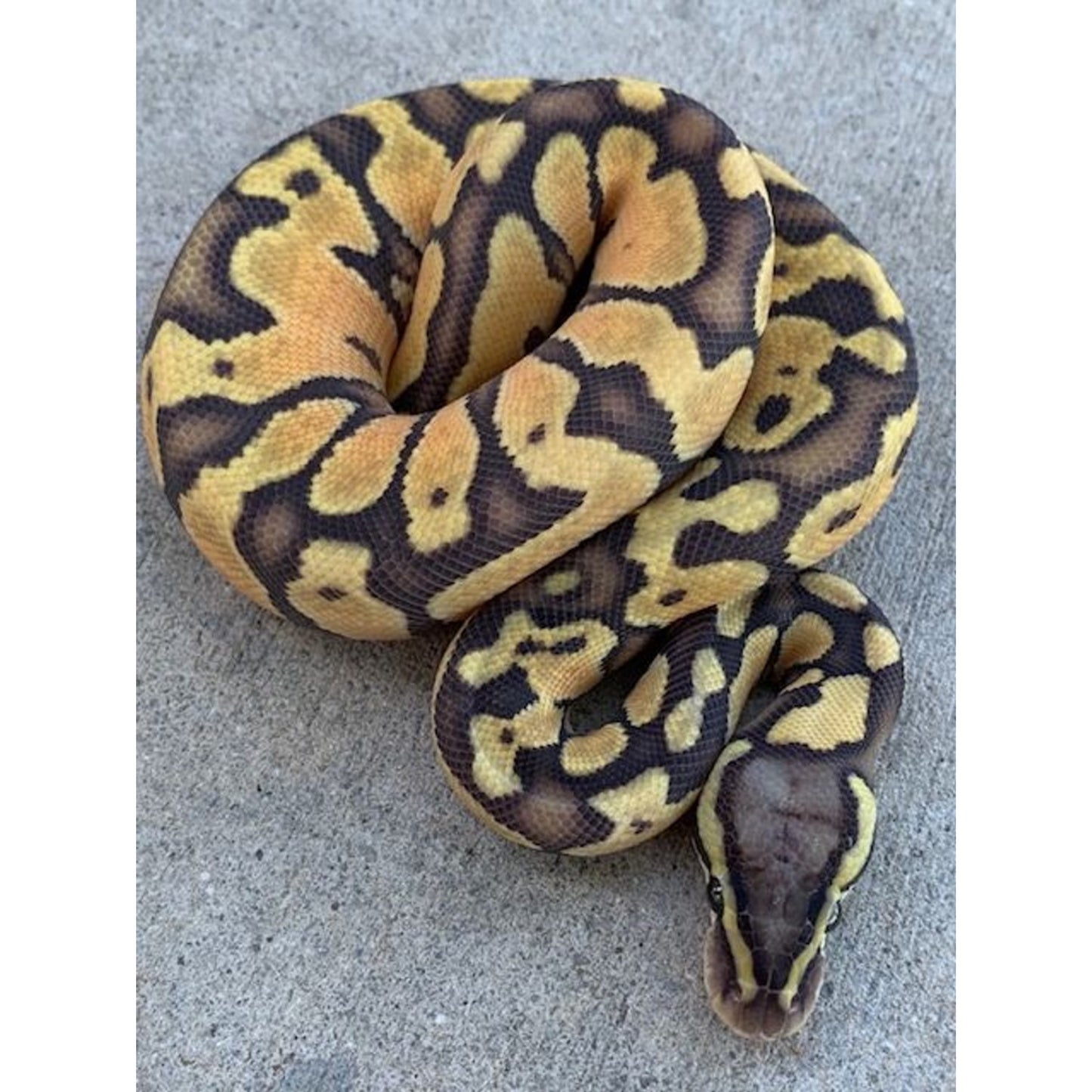 Python regius henchi ghost