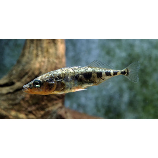 Gasterosteus aculeatus (Spinarello)