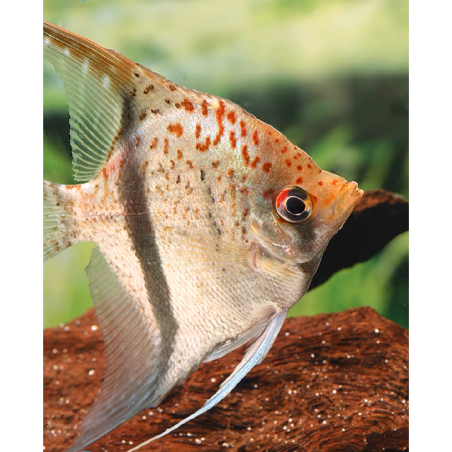 Pterophyllum scalare guyana Red Dragon