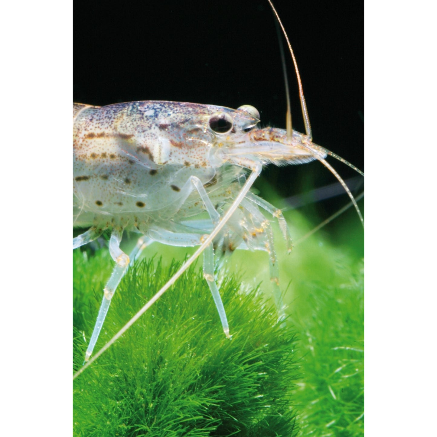 Caridina japonica “Amano shrimp”