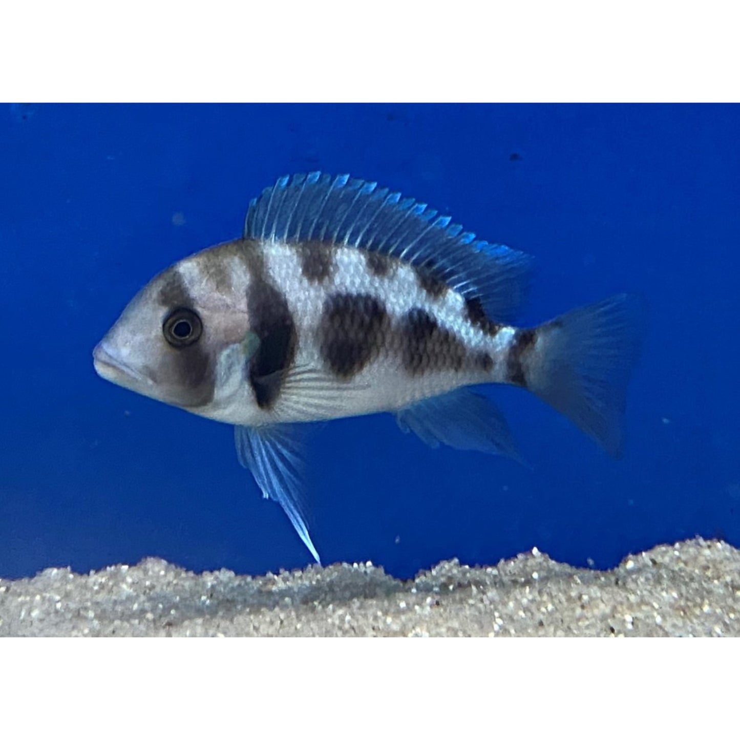 Cyphotilapia Frontosa Black Window