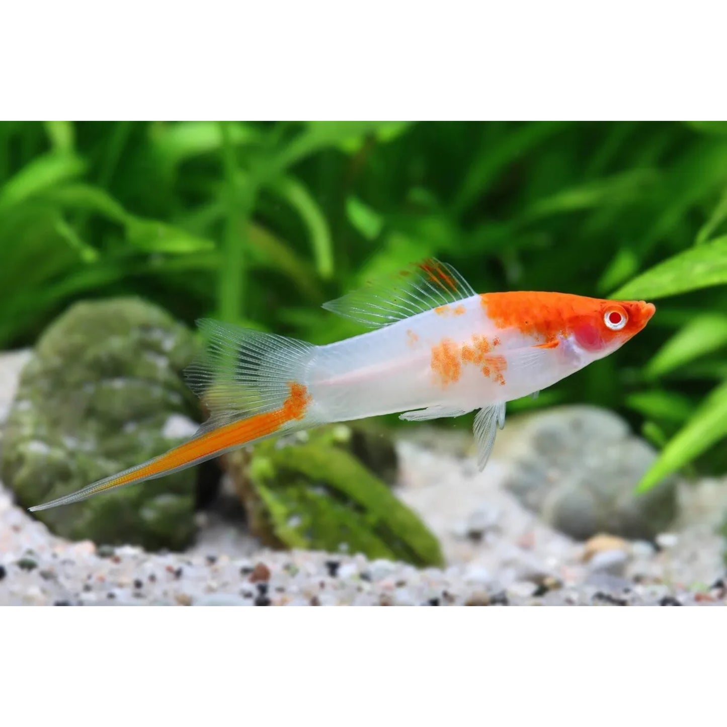 Xiphophorus helleri (portaspada) “Koi albino”