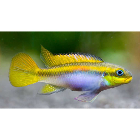 Pelvicachromis Taeniatus Lobe