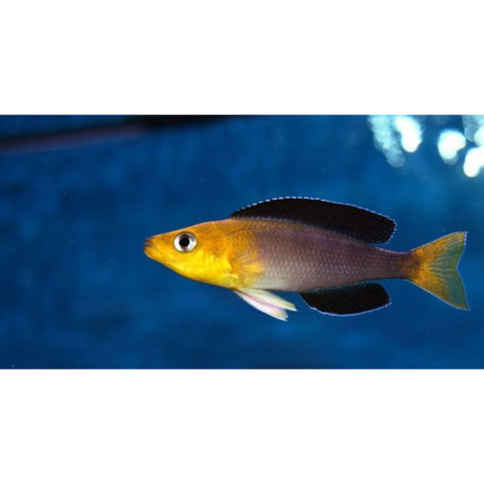 Cyprichromis Leptosoma jumbo Yellow