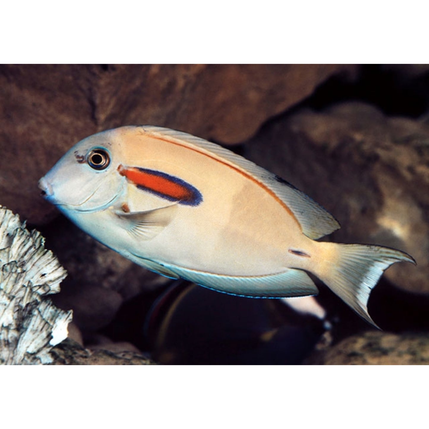 Acanthurus olivaceus