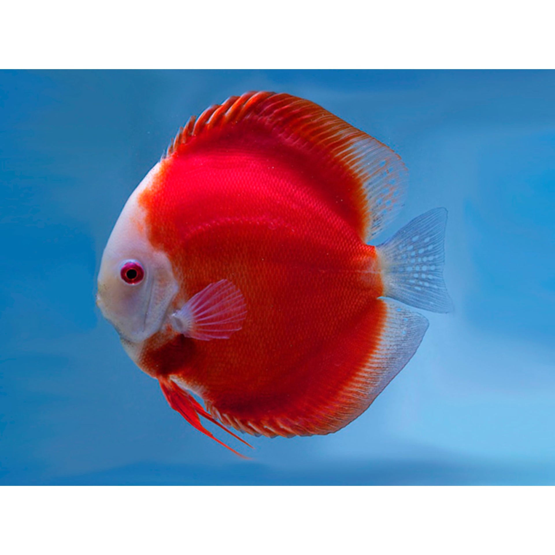 Symphysodon Discus Red Melon –