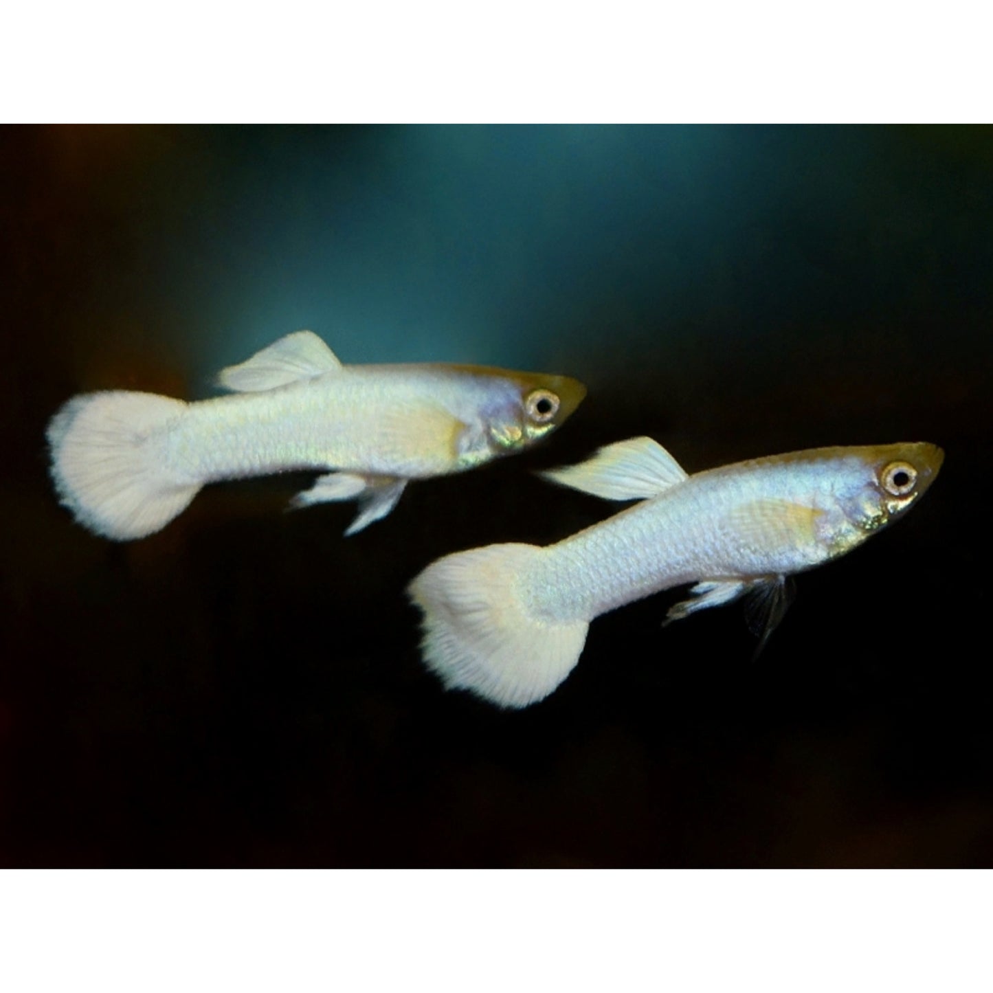 Poecilia reticulata (Guppy) maschio “snow white”