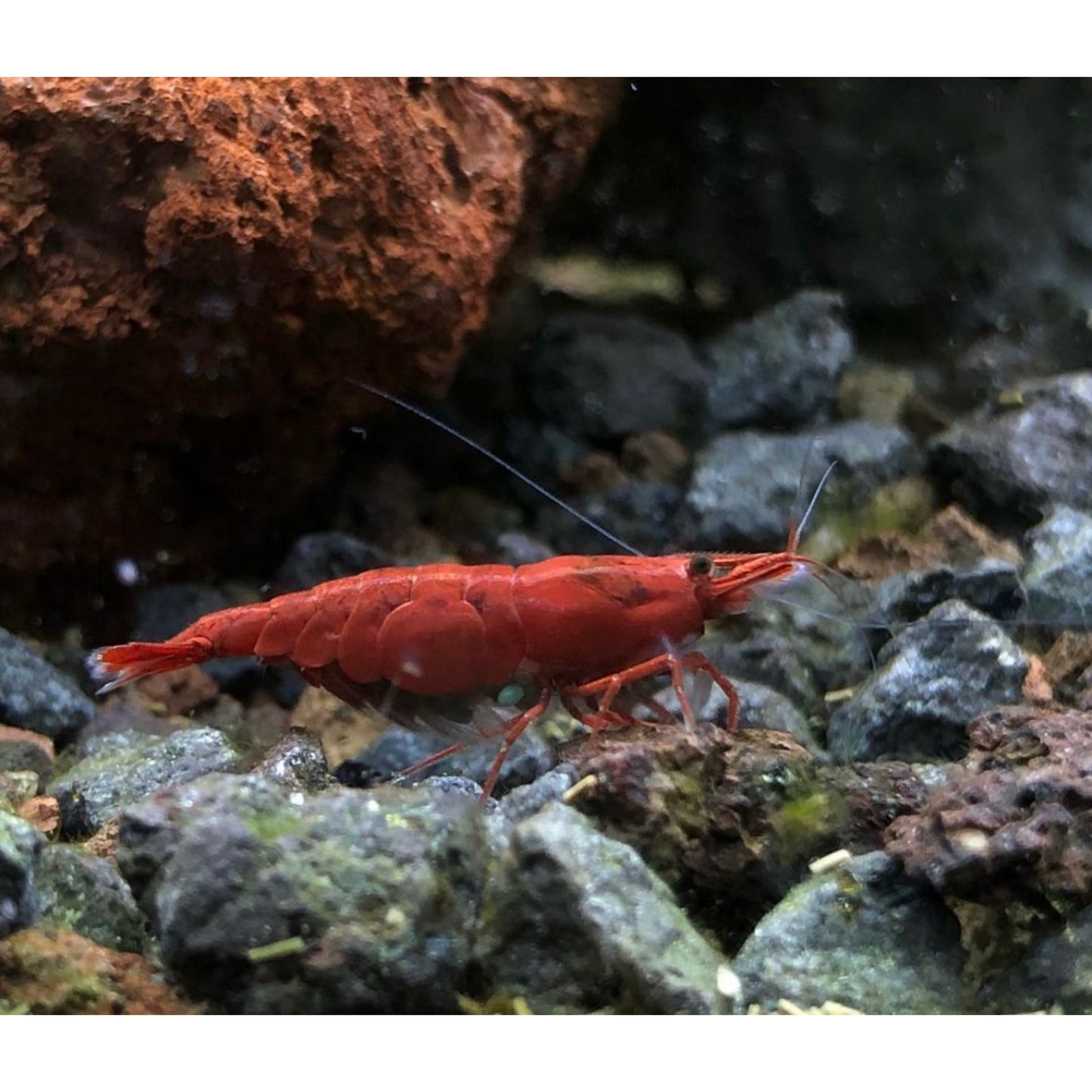 Neocaridina Davidi var. Red Sakura