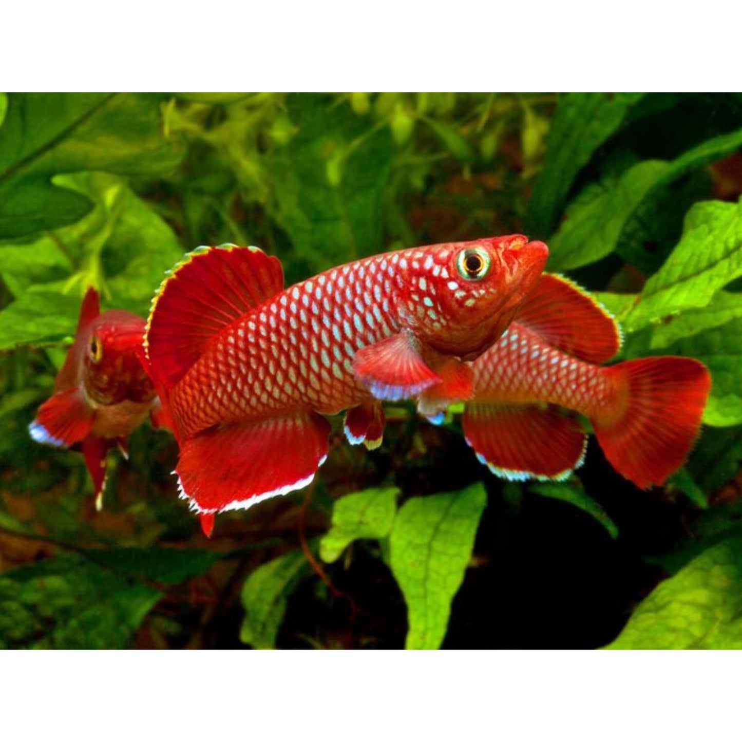 Nothobranchius korthausae red