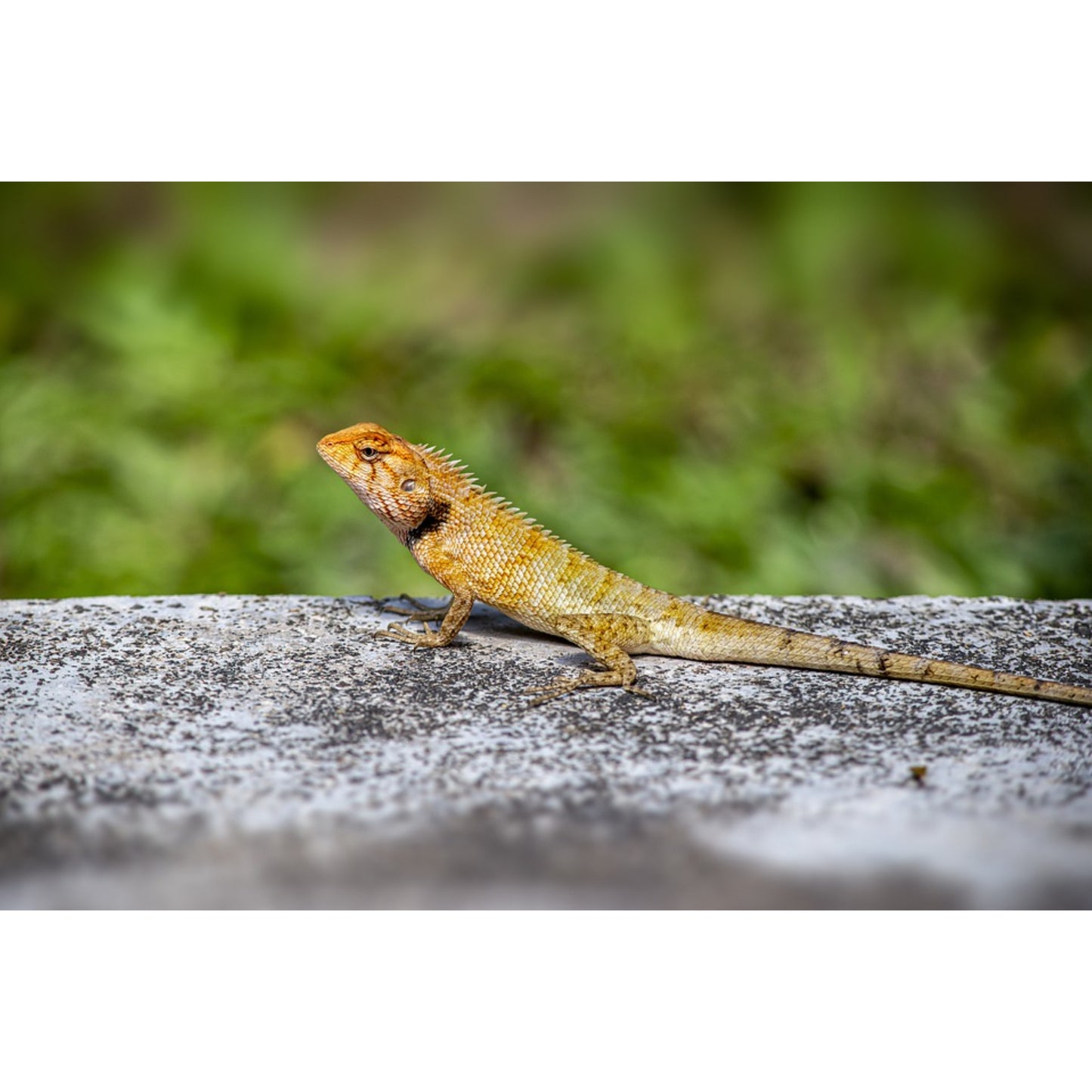 Calotes versicolor