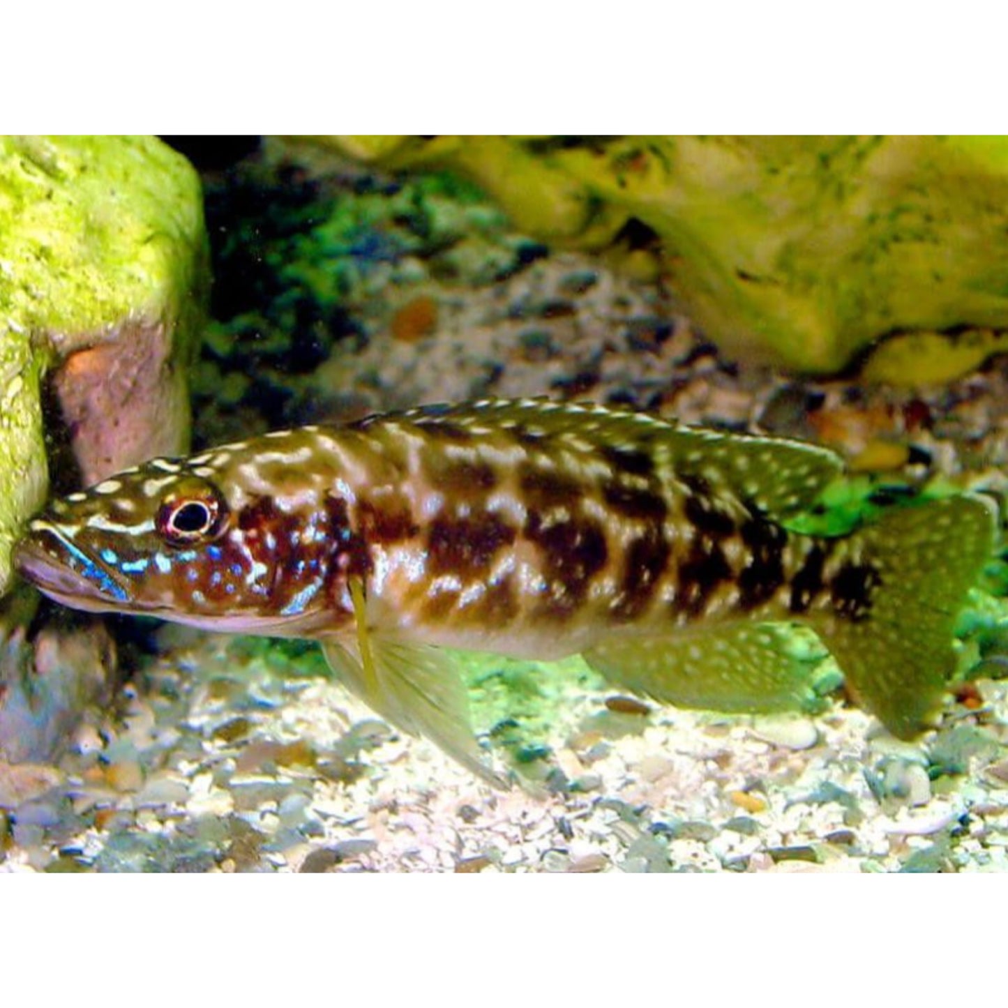 Lamprologus Kendalli