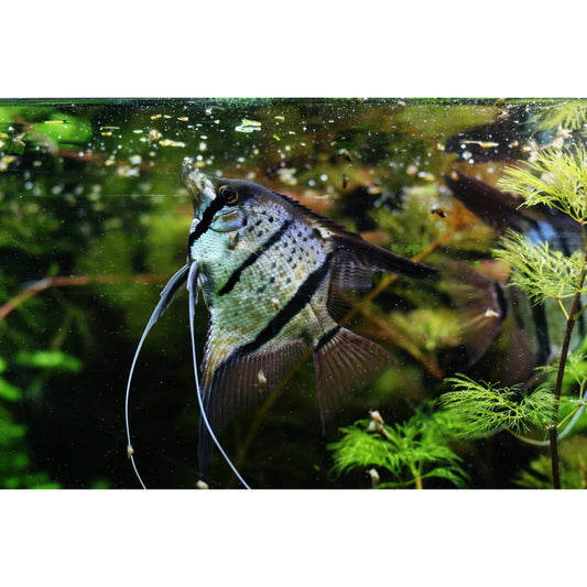 Pterophyllum Scalare Black Spotted Perù