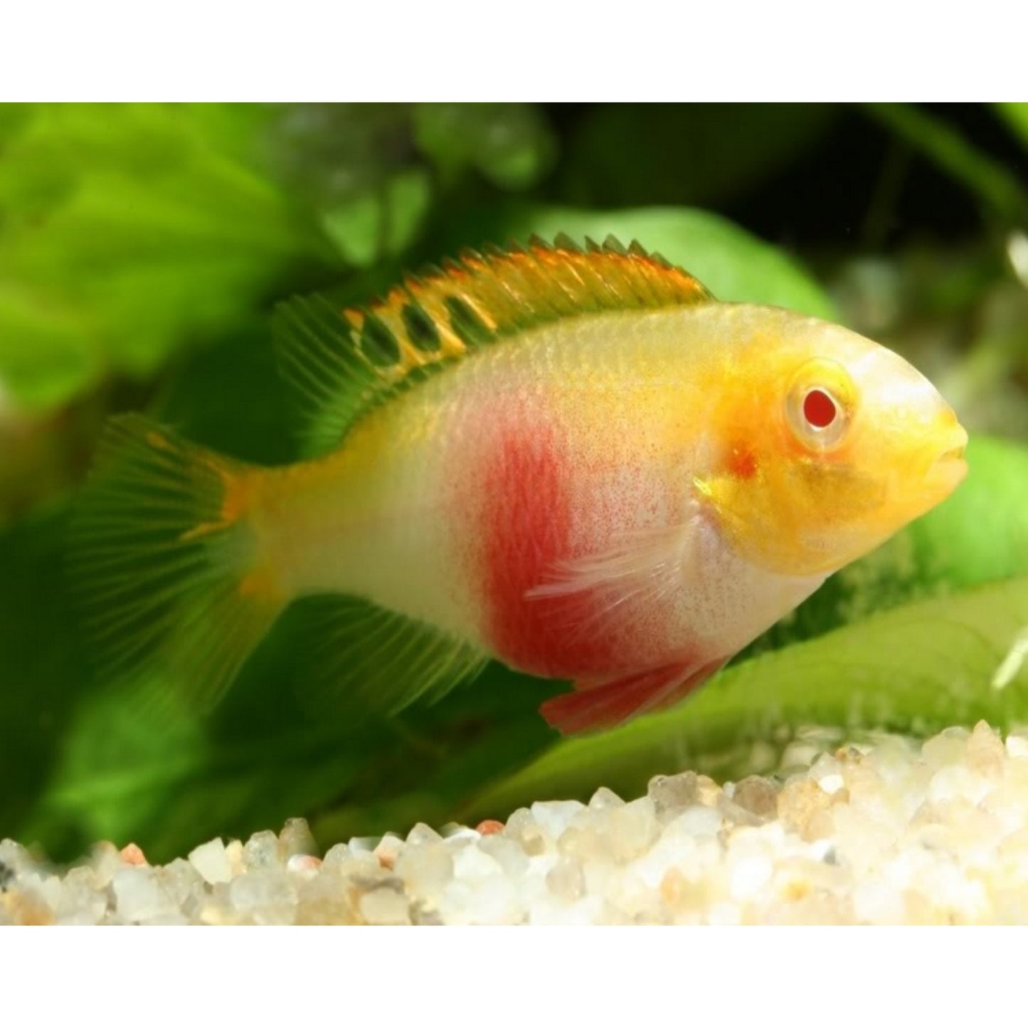 Pelvicachromis Pulcher Gold-Albino