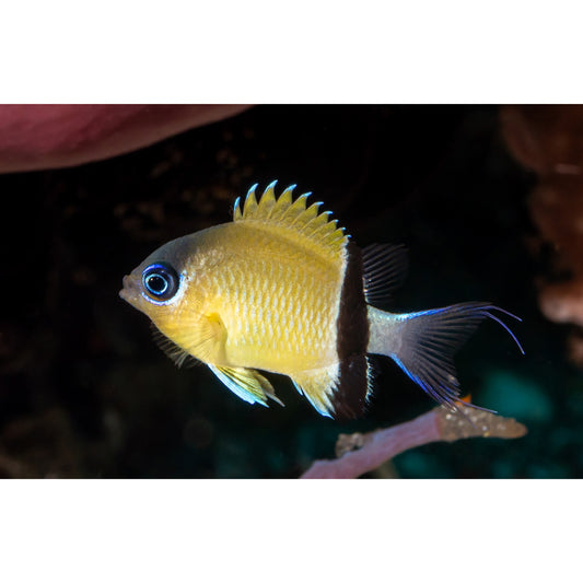 Chromis retrofasciata