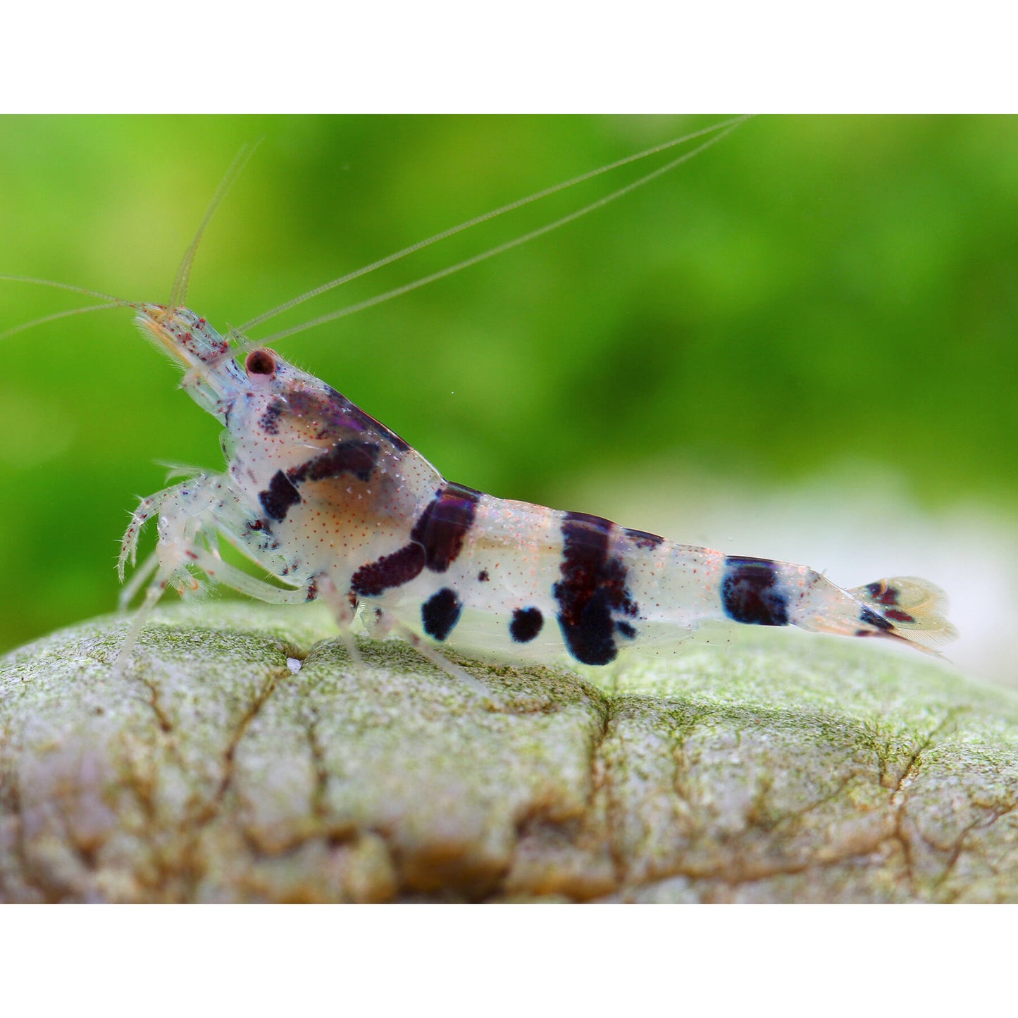 Caridina racoon Tiger