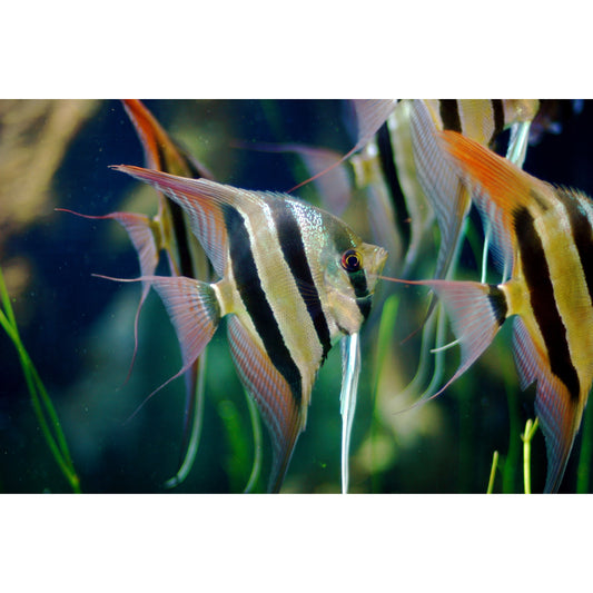 Pterophyllum Altum (Inirida F1)