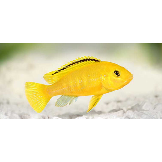 Labidochromis Sp. Yellow