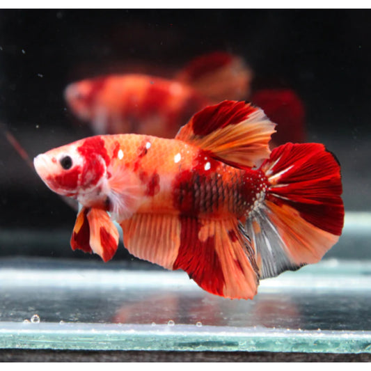 Betta splendens “giant nemo” maschio